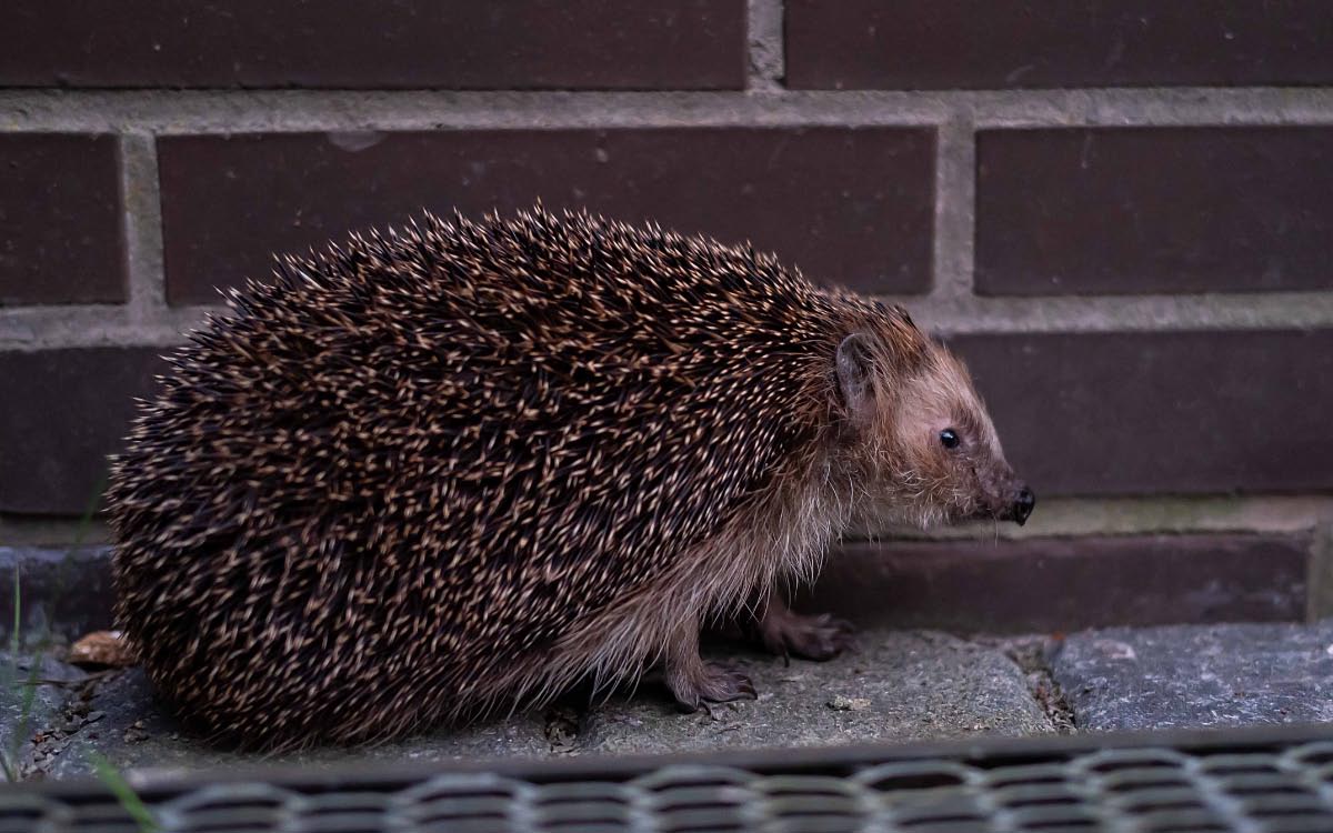 Igel 1.jpg