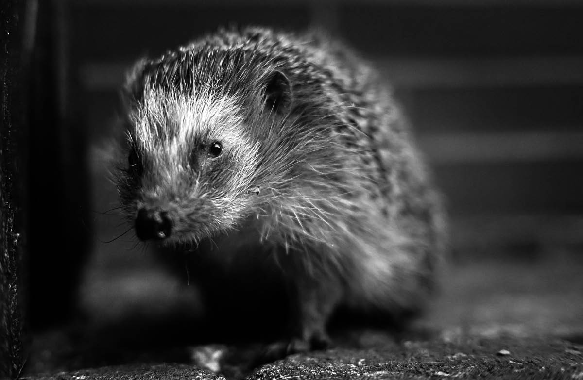 Igel 2 BW.jpg