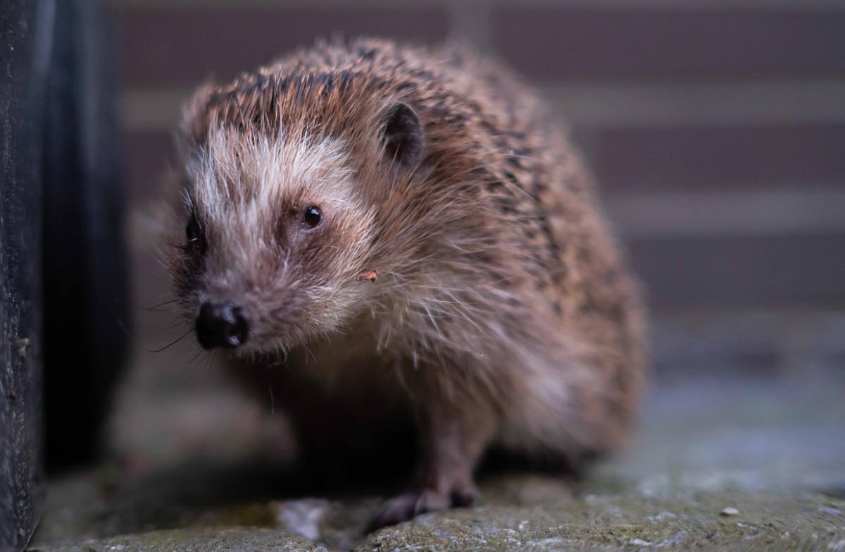 Igel 2.jpg
