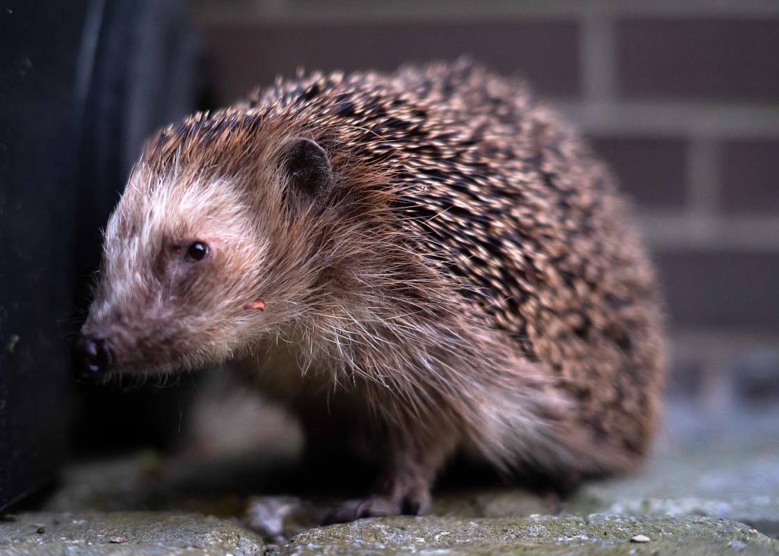 Igel 3.jpg