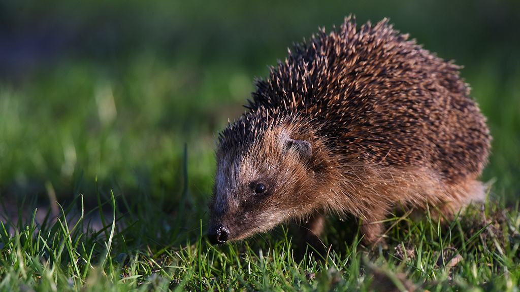 Igel im Rhododendronpark
6153