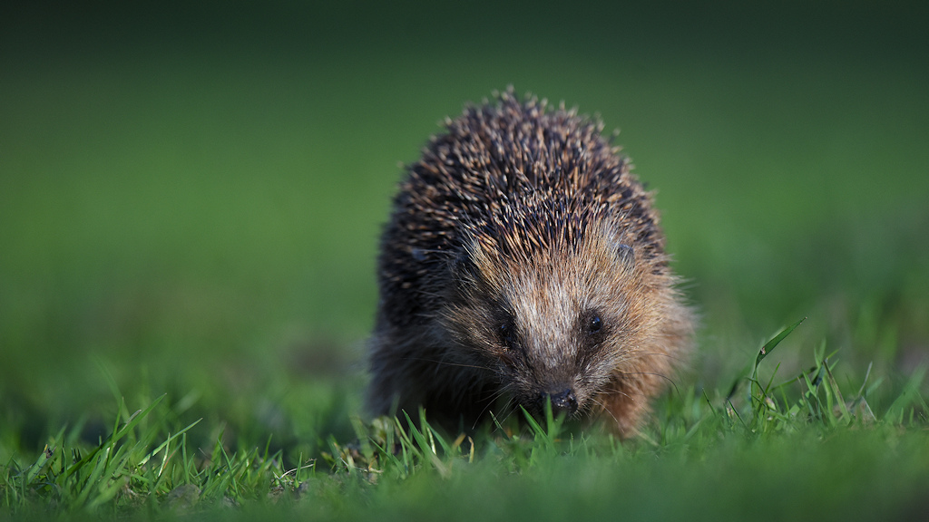 Igel im Rhododendronpark
6223