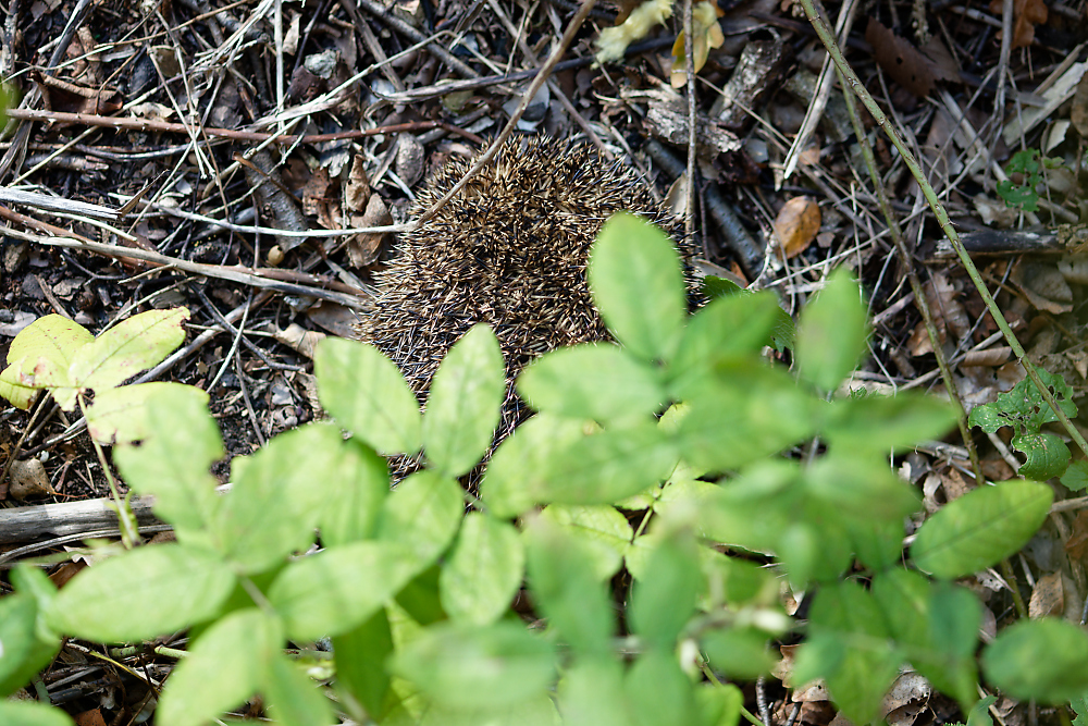 Igel Nachwuchs 2024 c.jpg