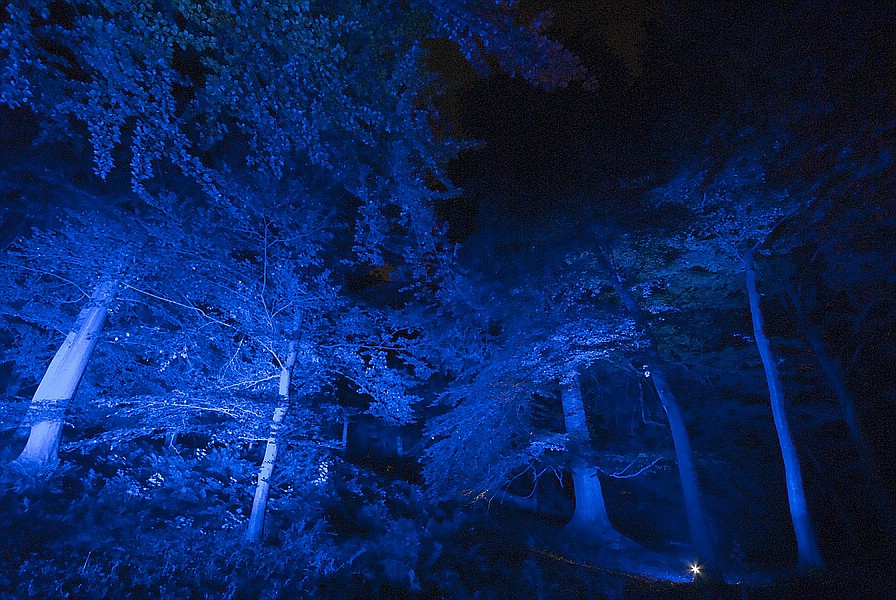 Illumina 2009 - Im Wald