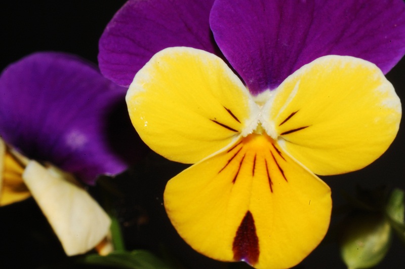 Im Blumenkasten