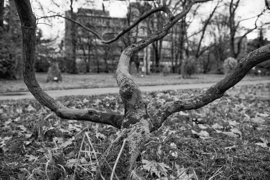 Im Botanischen Garten Heidelberg, Dez. 2013