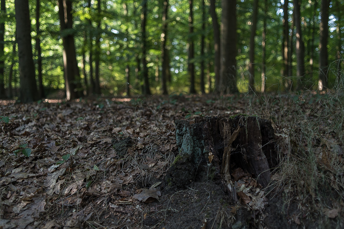 Im Buchenwald (1 von 1).JPG