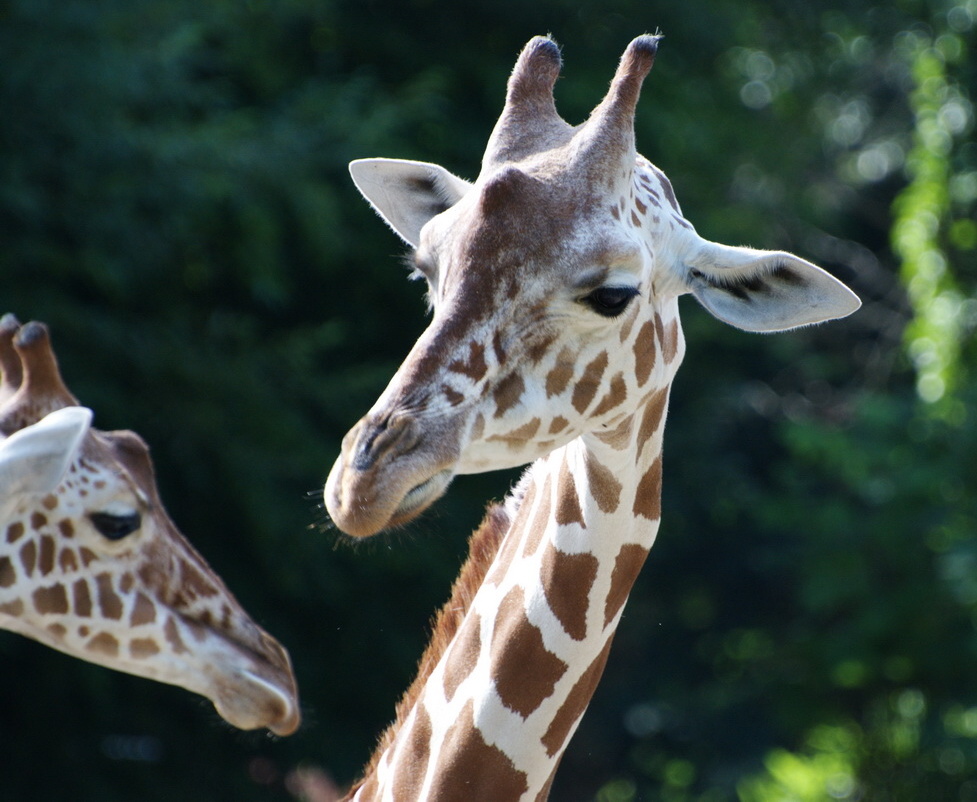 Im Duisburger Zoo
