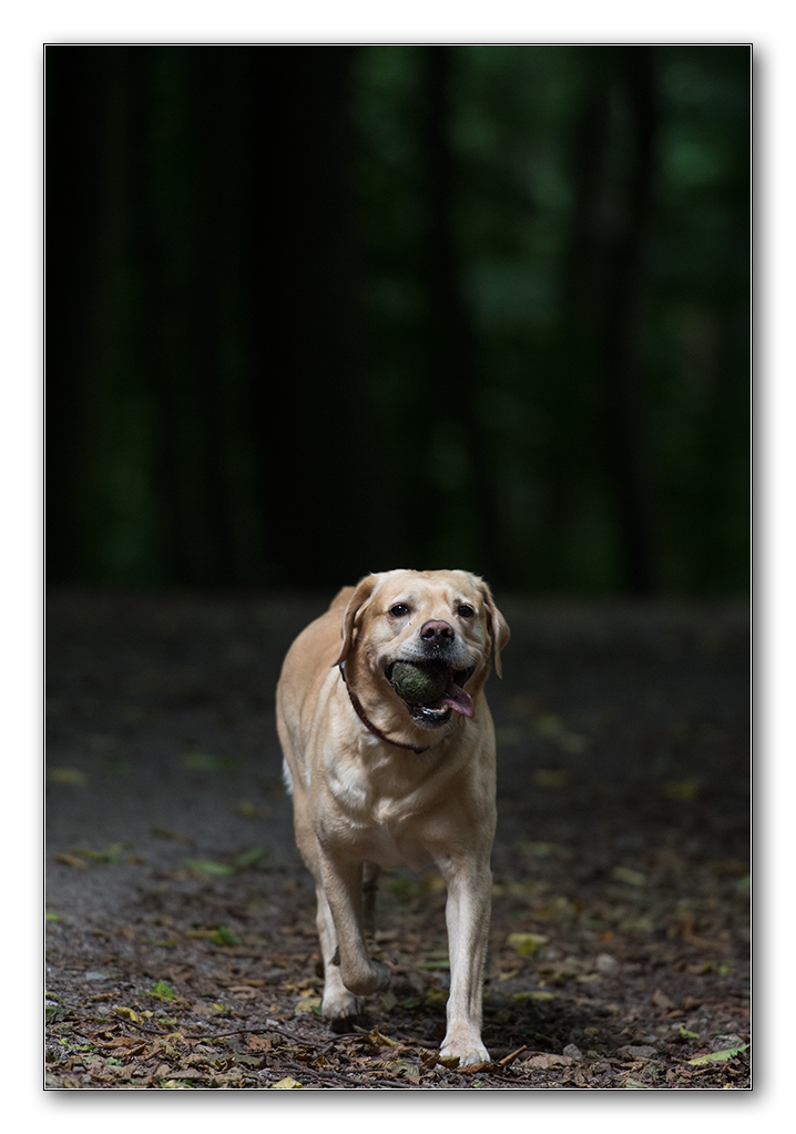 im dunklen wald