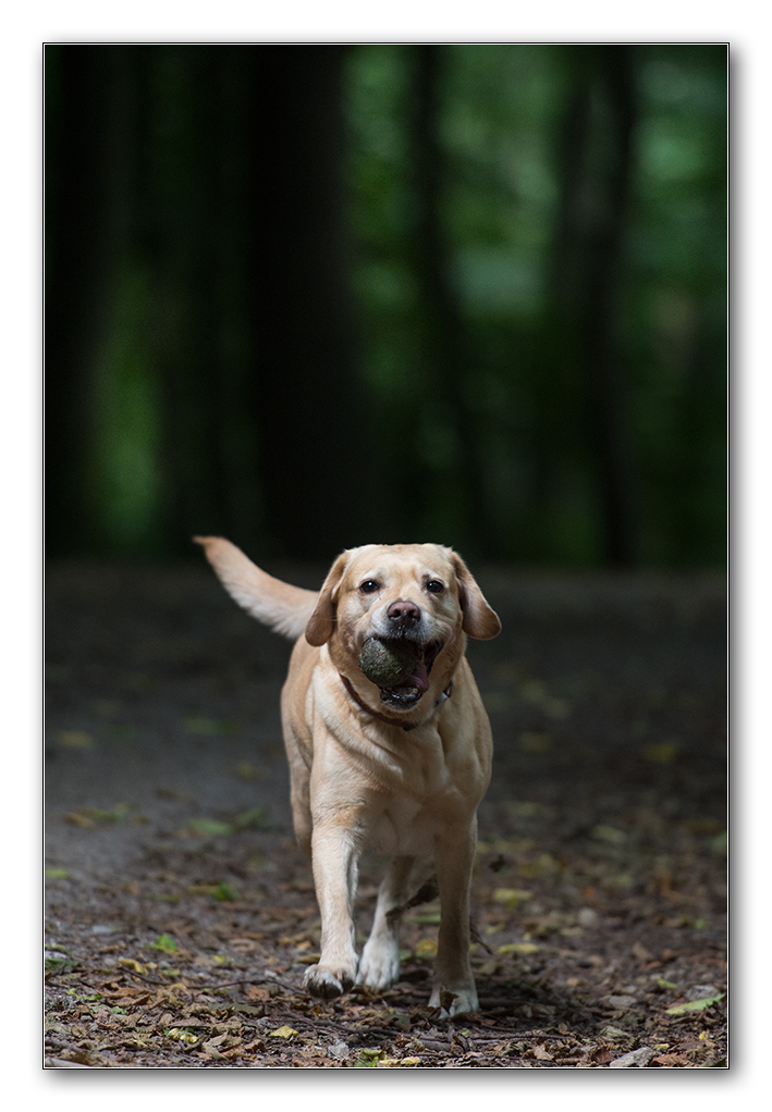 im dunklen wald2