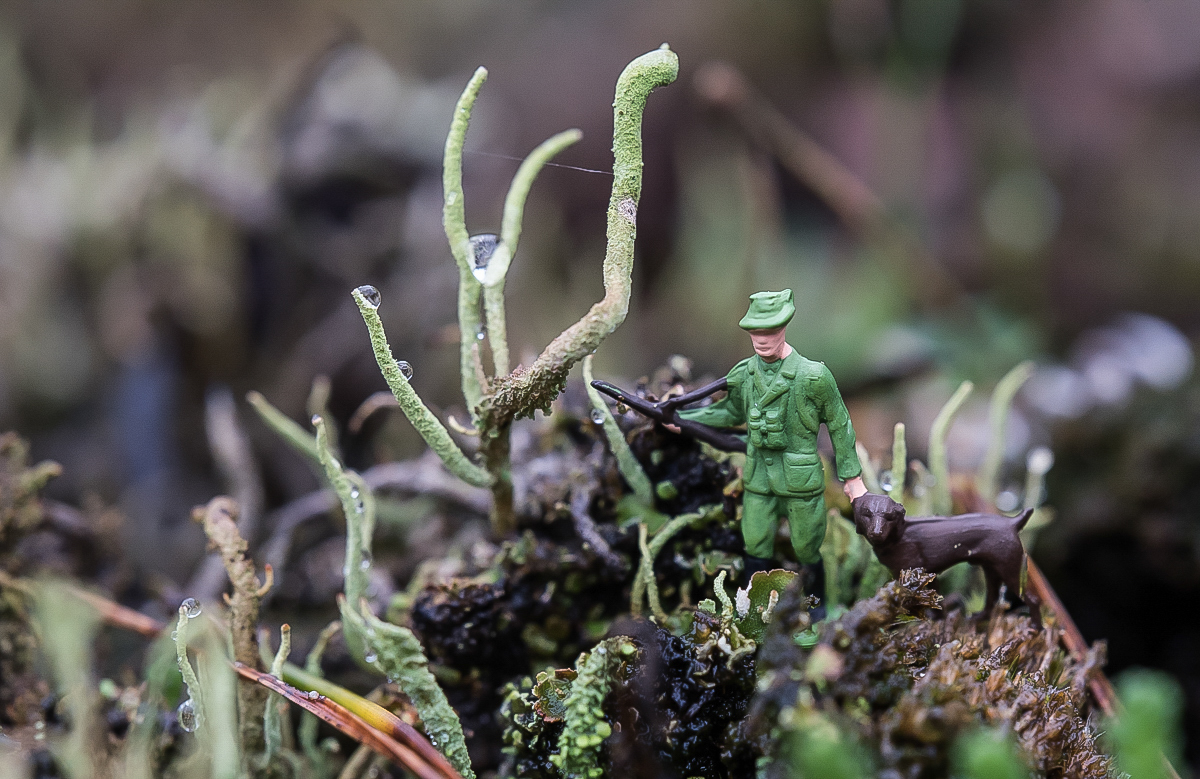 Im Flechtenwald 1 (1 von 1).JPG