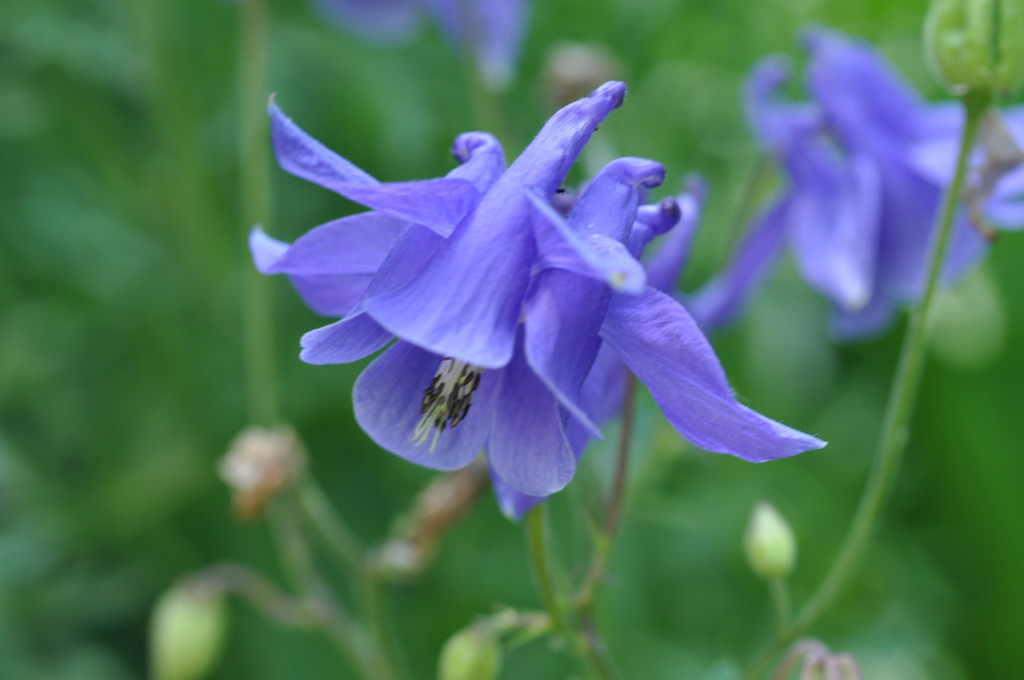 Im Garten 005
