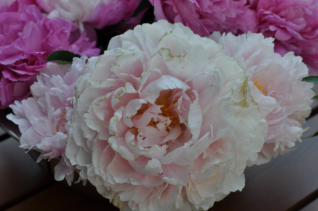 Im Garten 006