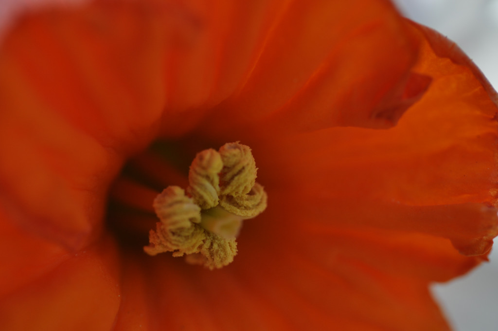 Im Garten 008