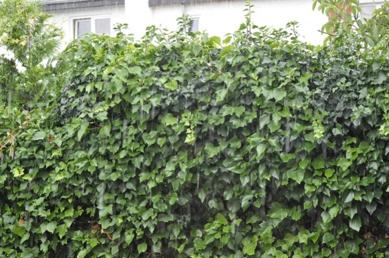 im Garten 2
