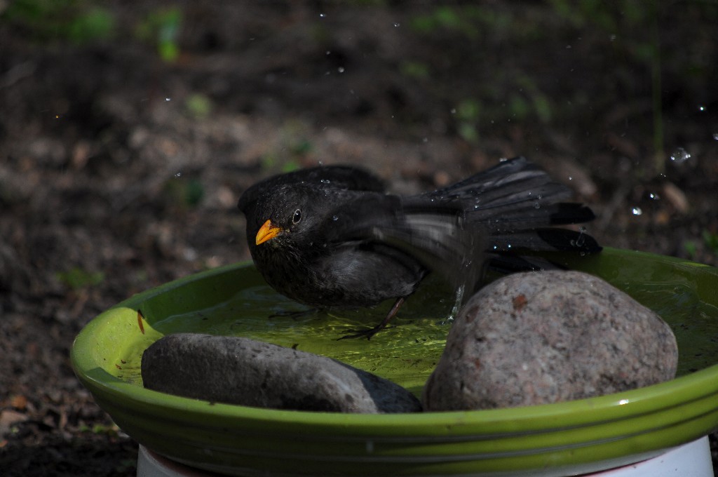 Im Garten 4