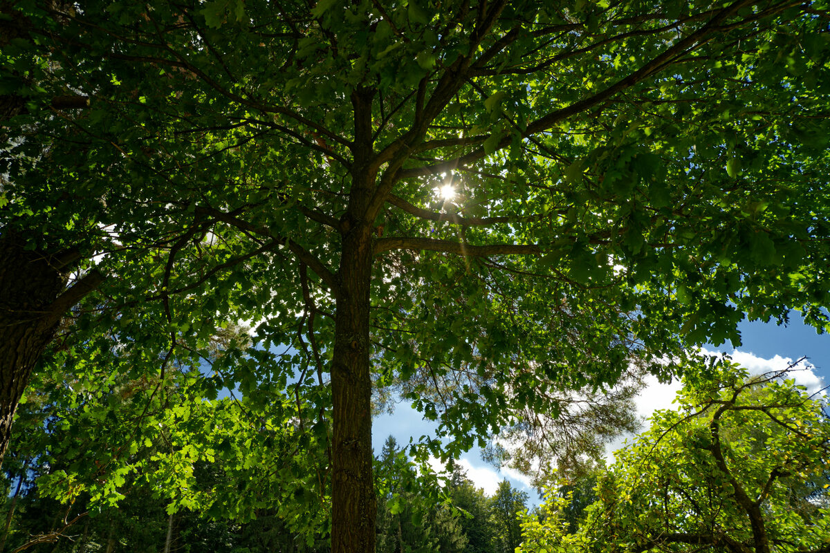im Gegenlicht