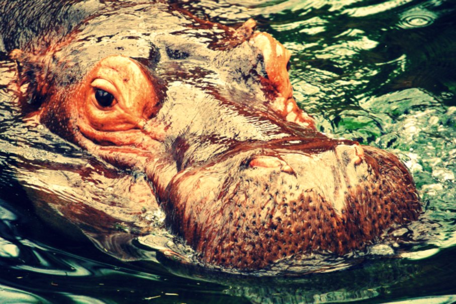 im hippodom
