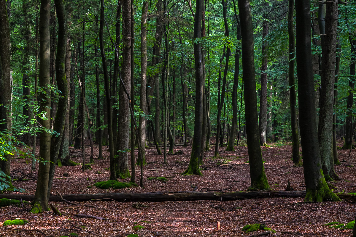 Im Lüßwald 2 (1 von 1).JPG