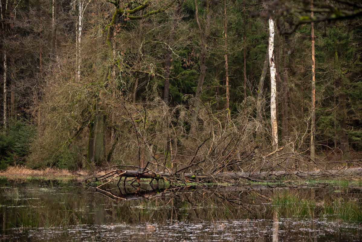 Im Lüder Moor.jpg