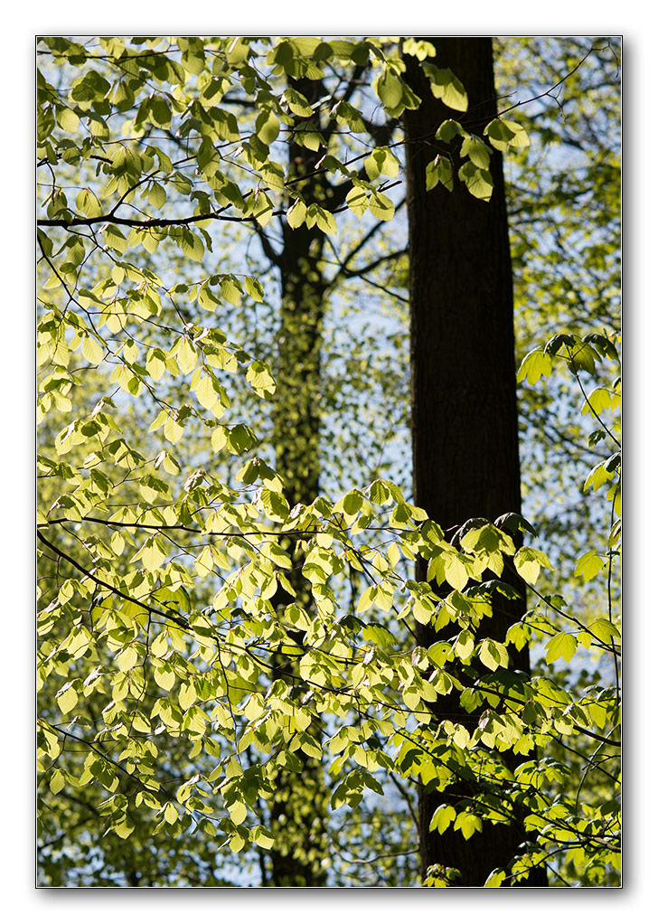 im licht
