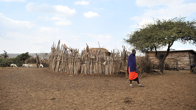 im Maasai Dorf, zentraler Kral für das Vieh
7931
