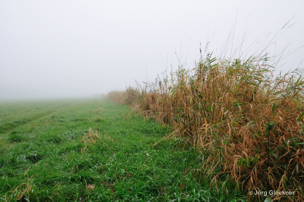 im Nebel