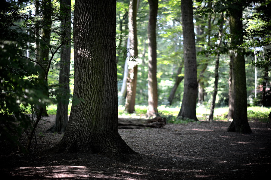 im Park