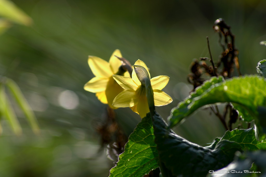Im Rausch der Farben

aufgenommen mit der Nikon D90