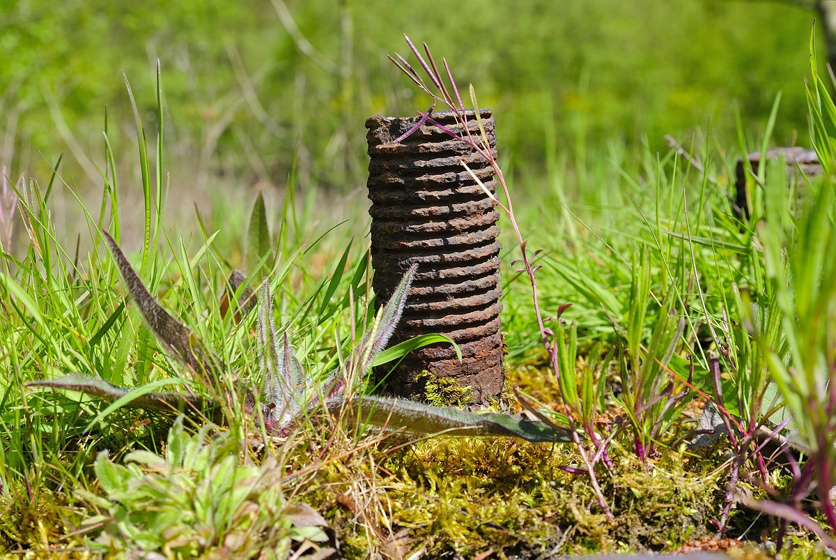 im Rimburgerwald