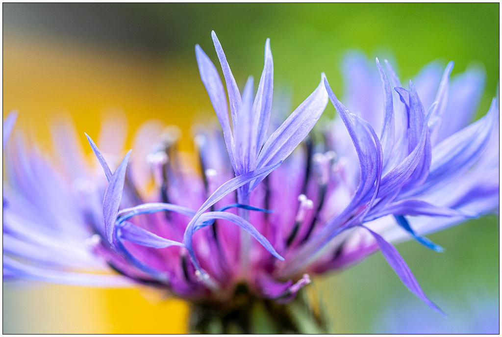 Im Schrebergarten – Bergflockenblume