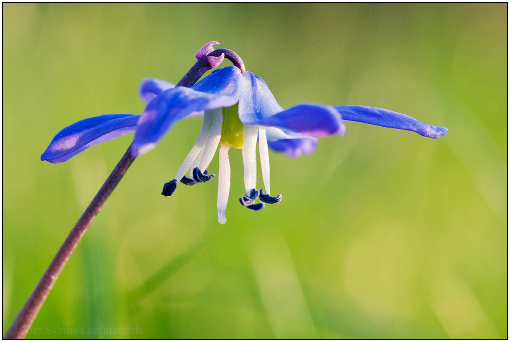 Im Schrebergarten – Blaustern