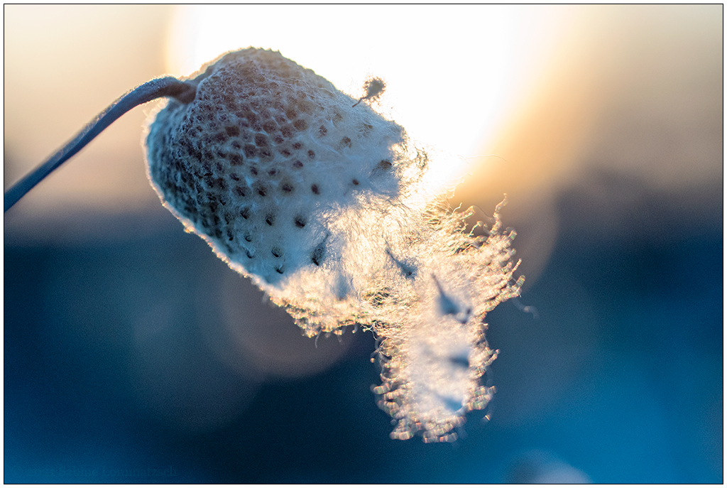 Im Schrebergarten – Herbstanemone im Winter