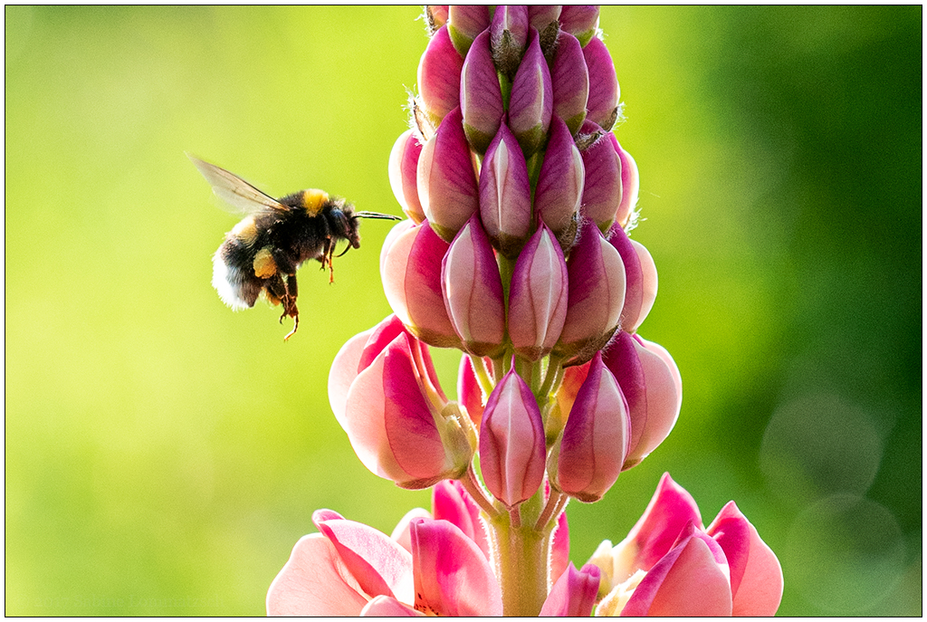 Im Schrebergarten – Hummel an Lupine