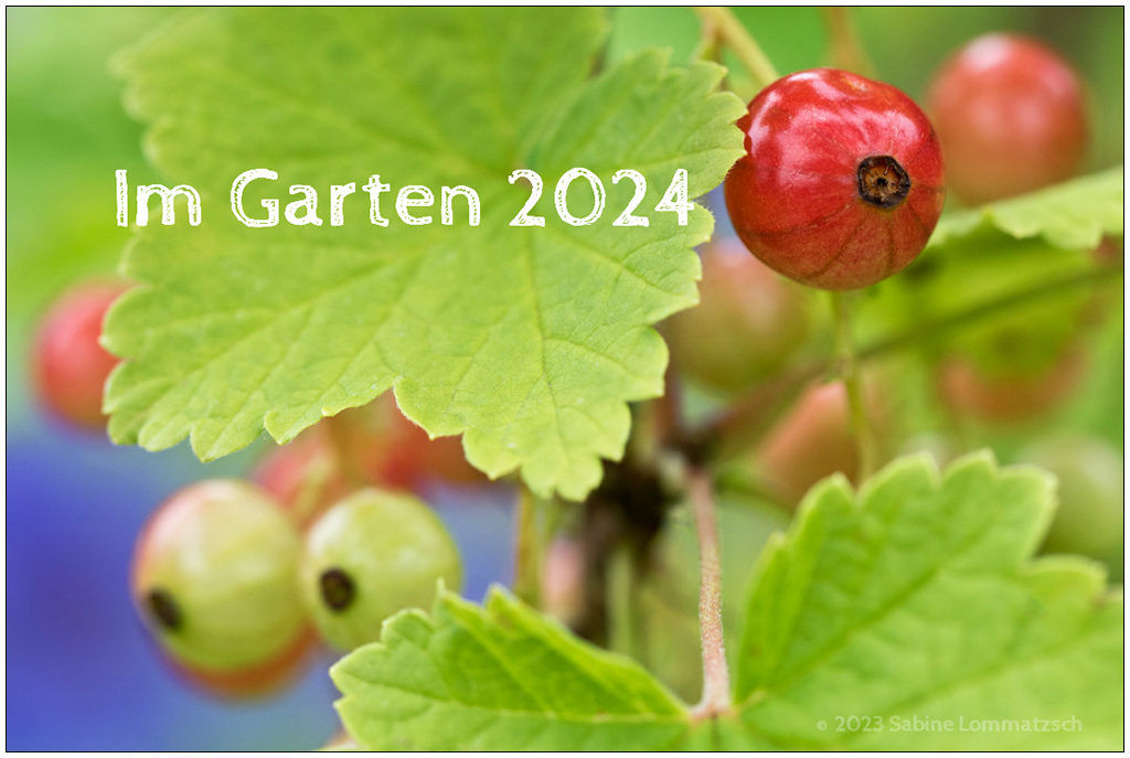 Im Schrebergarten – Kalender Titelblatt mit Johannisbeerstrauch