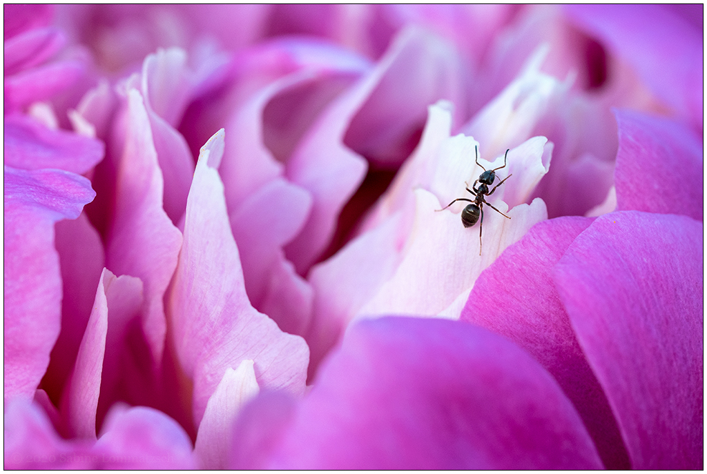 Im Schrebergarten – Pfingstrose mit Ameise