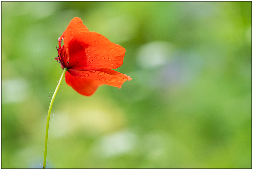 Im Schrebergarten – Roter Mohn