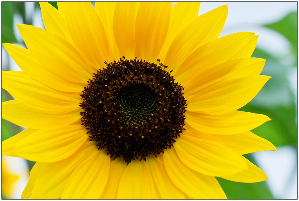 Im Schrebergarten – Sonnenblume