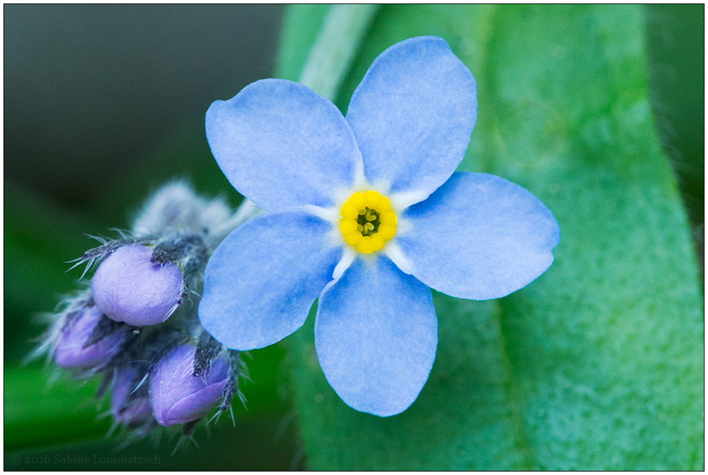 Im Schrebergarten – Vergissmeinnicht