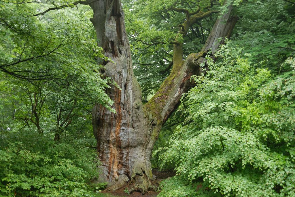 Im Urwald 01