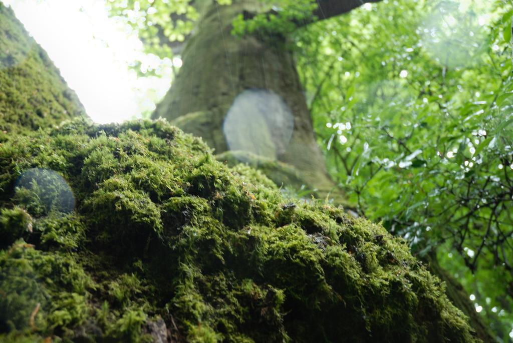 Im Urwald 03
