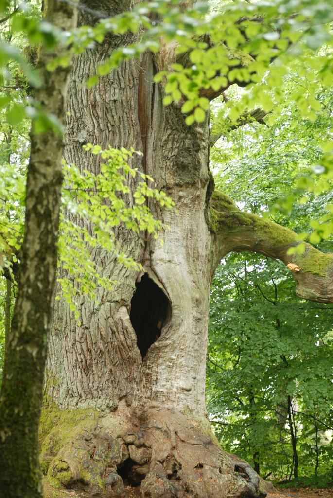 Im Urwald 04