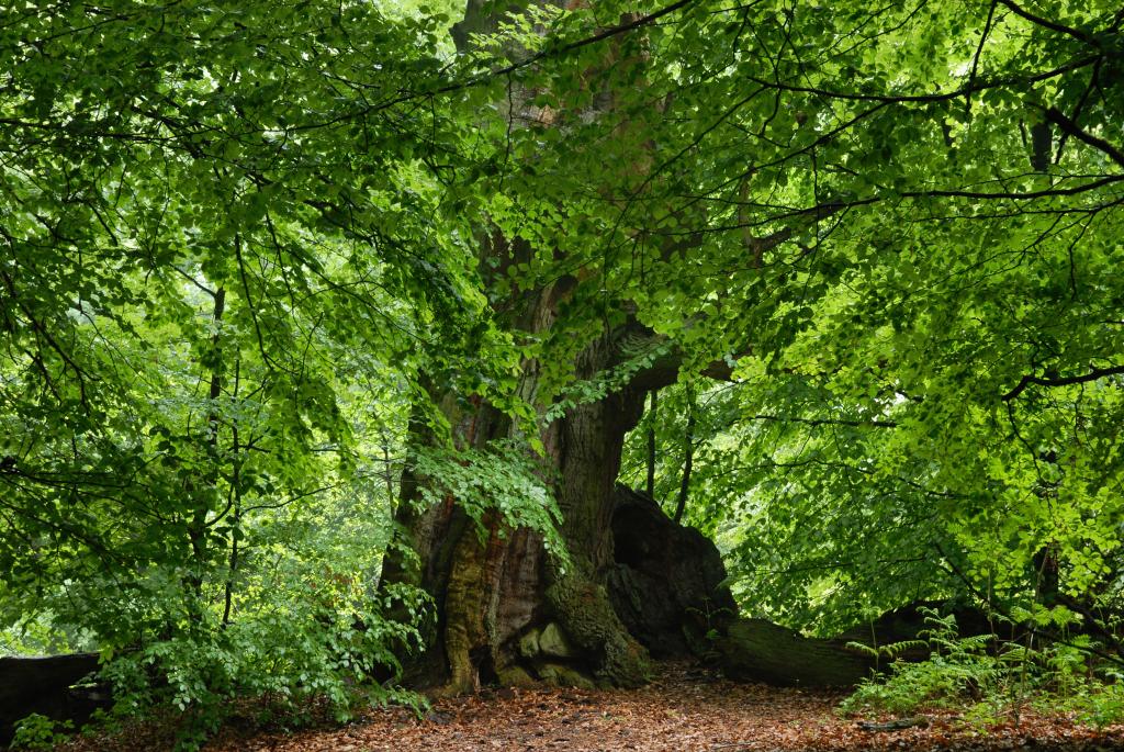 Im Urwald 06