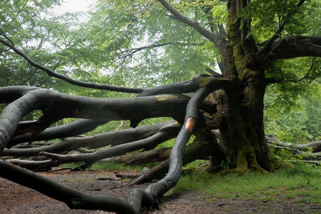 Im Urwald 08