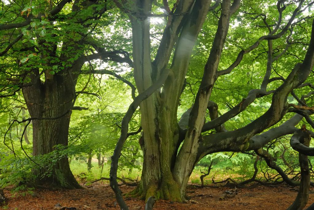 Im Urwald 10