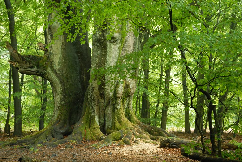 Im Urwald 11