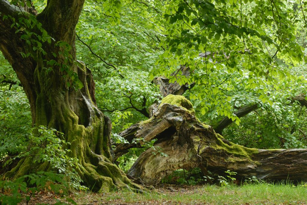 Im Urwald 13