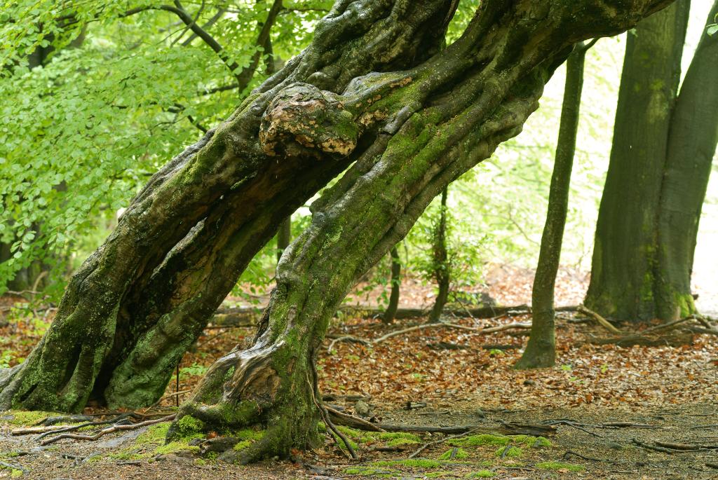 Im Urwald 16