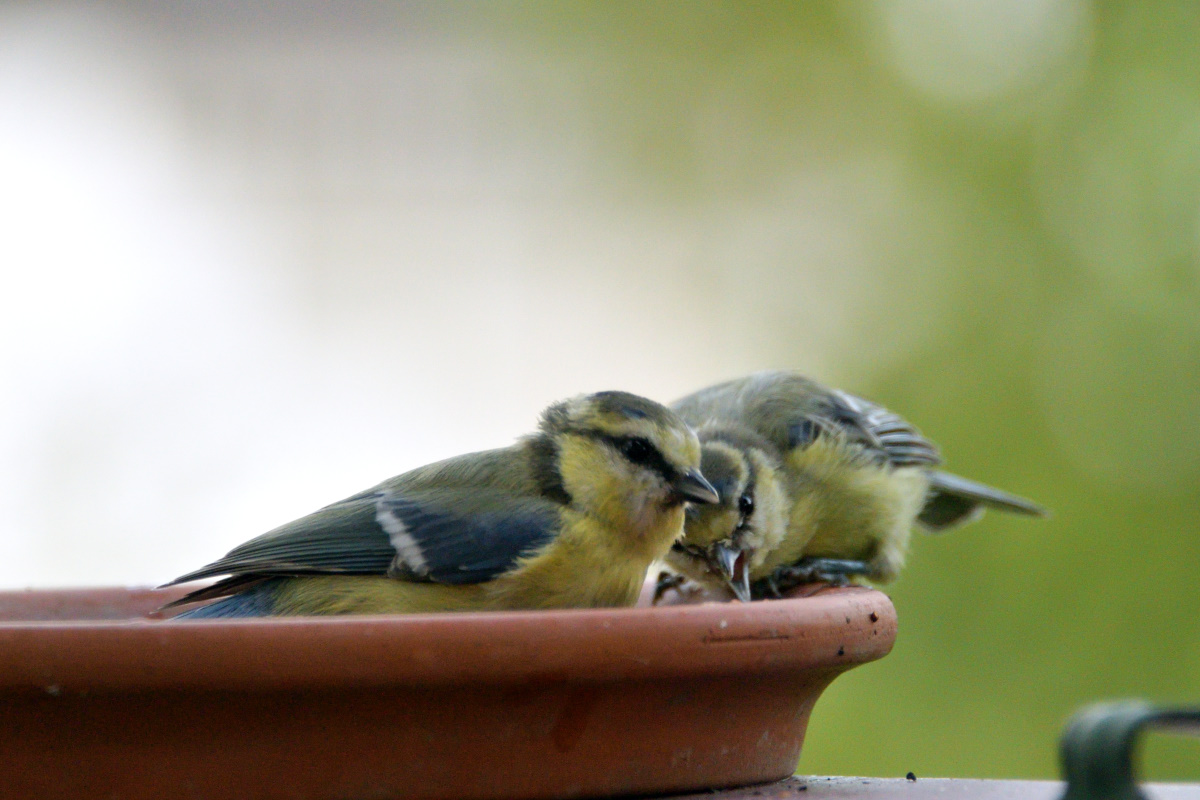 Im Vogelbad