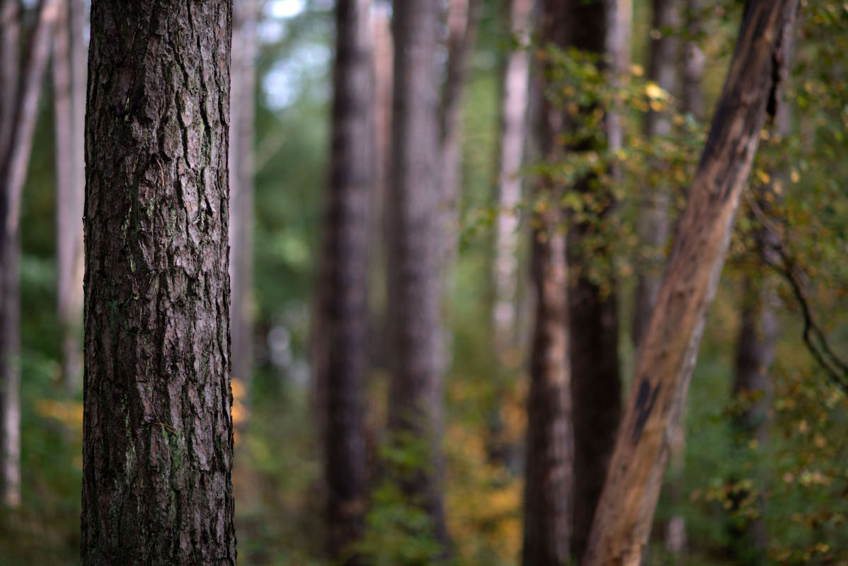 Im Wald 1.jpg